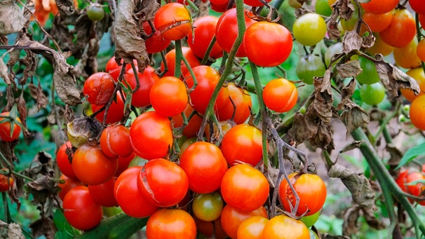 Braunfäule bei Tomaten | Bild: mauritius-images