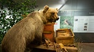 Bär Bruno steht in einer Vitrine im Münchner Museum Mensch und Natur. | Bild: BR/Bogdan Kramliczek