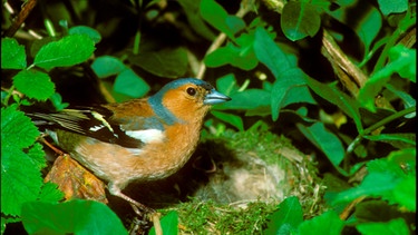 Ein Buchfink sitzt in einer Hecke | Bild: mauritius images