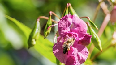 Drüsiges Springkraut mit Biene | Bild: mauritius images / Bruno Kickner