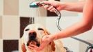Hund in der Dusche | Bild: mauritius-images