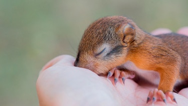 Ein Eichhörnchen-Baby schläft auf einer Hand | Bild: mauritius images