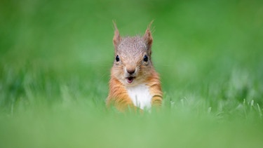 Ein Eichhörnchen sitzt in der Wiese und blickt direkt in die Kamera. | Bild: mauritius-images