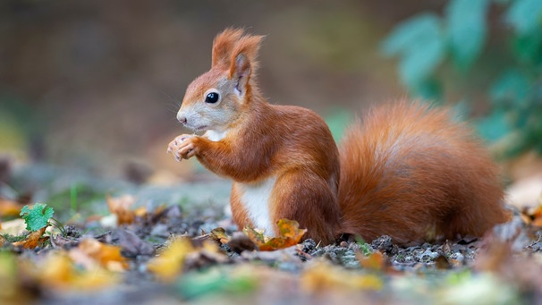Ein rotes Eichhörnchen sitzt im Herbstlaub und hält in beiden Pfoten ein kleine Nuss. | Bild: mauritius images / Thomas Hinsche / imageBROKER