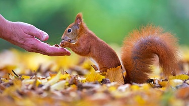 Eine Hand streckt einem roten Eichhörnchen Nüsse hin. Es nimmt und frisst einige davon. | Bild: mauritius images / Thomas Hinsche / imageBROKER