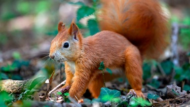Ein Eichhörnchen gräbt im Park | Bild: mauritius images / Martin Šlais / Alamy / Alamy Stock Photos