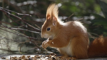 Eichhörnchen frisst Nüsse | Bild: dpa/picture alliance