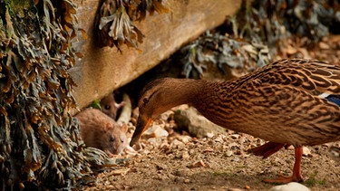 Ente und Ratte | Bild: mauritius images / Martin Urch / Alamy / Alamy Stock Photos