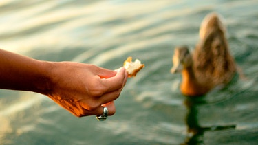 Frauenhand hält Ente Brotstück hin | Bild: mauritius-images