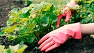 Erdbeerpflanze | Bild: mauritius images / Dmitriy Divanov / Alamy / Alamy Stock Photos