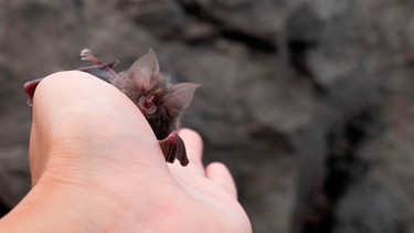 Eine Frau hat auf ihrer flachen Hand ein Fledermausbaby liegen | Bild: mauritius-images