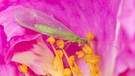 Florfliege frisst Pollen einer Rosenblüte | Bild: dpa/picture alliance