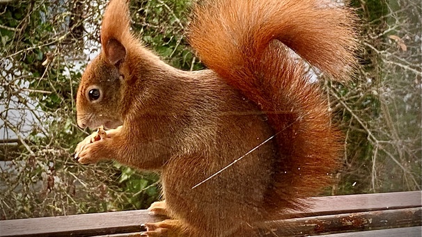 Eichhörnchen frisst Nuss | Bild: Astrid Hickisch, BR