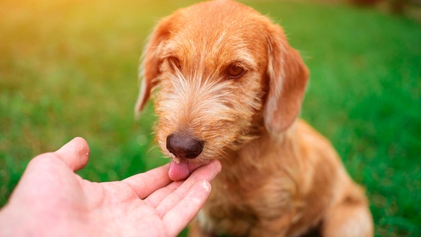 Procent frekvens Blikkenslager DNA Test Hunde: Sind Gentests für Hunde sinnvoll und was kosten sie? |  Bayern 1 | Radio | BR.de