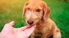 Wann ist ein DNA-Test bei Hunden sinnvoll?  | Bild: mauritius images / Dmytro Lopatin / Alamy / Alamy Stock Photos