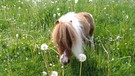 Shetland Pony Pumuckel auf der Wiese  | Bild: Carola Weidemann