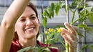 Frau kümmert sich um eine Tomatenpflanze | Bild: mauritius images