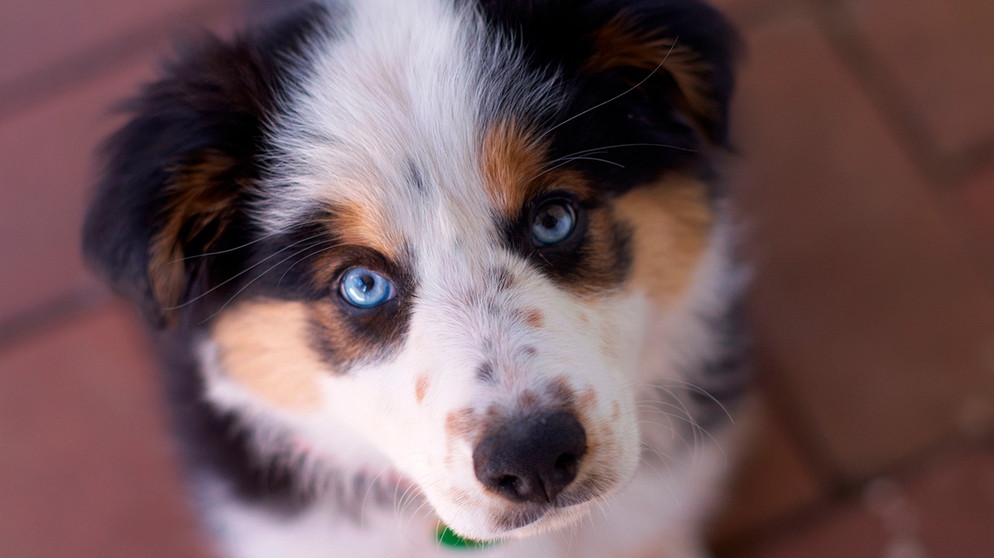 Frau machen liebe hund und Der leckende