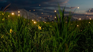 Glühwürmchen | Bild: mauritius-images