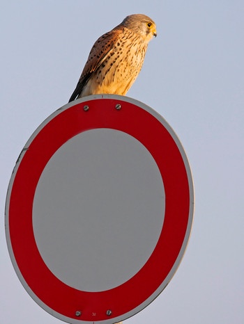 Greifvogel auf Verkehrsschild | Bild: mauritius images / Blickwinkel / Alamy / Alamy Stock Photos