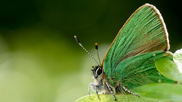 Ein Grüner Zipfelfalter sitzt auf einem Blatt | Bild: mauritius images