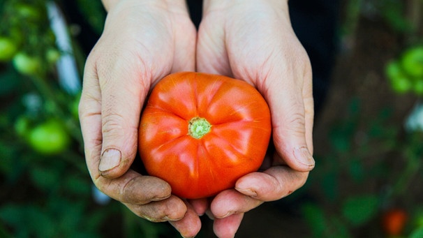 Zwei Hände halten eine Tomate | Bild: mauritius images