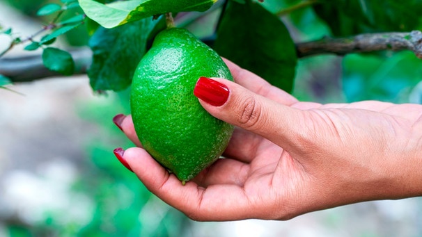 Hand einer Frau hält eine grüne Zitrone an einem Zitronenstrauch | Bild: mauritius images / Simone Sechi / Alamy / Alamy Stock Photos