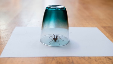 Unter einem Glas, das auf einem Blatt Papier steht, ist eine Hauswinkelspinne gefangen und kann in der Natur freigelassen werden. | Bild: mauritius-images