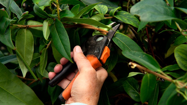 Hand schneidet Hecke mit Gartenschere. | Bild: mauritius images
