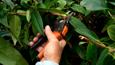 Hand schneidet Hecke mit Gartenschere. | Bild: mauritius images / Troika / Alamy / Alamy Stock Photos