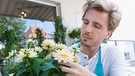 Hobbygärtner besieht sich seine Balkonpflanzen, ob sie von der weißen Fliege befallen sind | Bild: mauritius-images