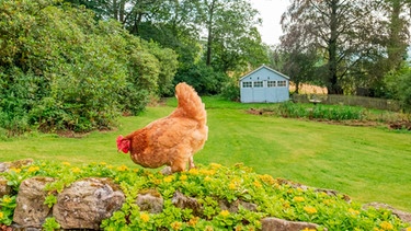 Ein Huhn läuft über ein Beet in einem großen Garten | Bild: mauritius images