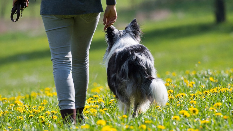 Warum fressen Hunde Was fehlt meinem Hund, wenn er Gras frisst? | Bayern 1 | Radio | BR.de