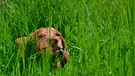 Hund | Bild: mauritius images / Ana Jovanovic / Alamy / Alamy Stock Photos