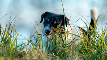 Hund frisst Gras | Bild: mauritius-images