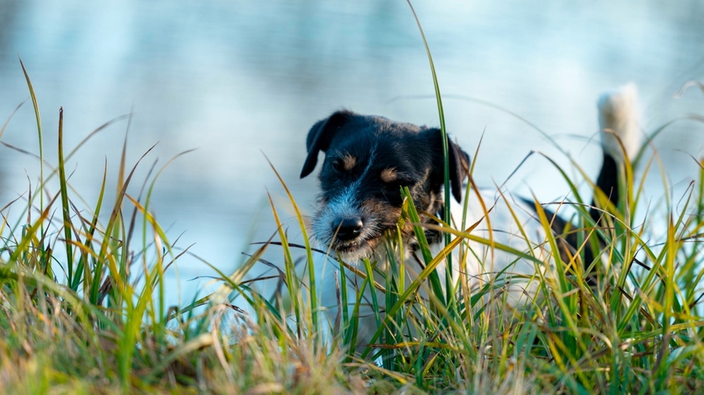 Warum fressen Hunde Gras: Was fehlt Hund, wenn er Gras frisst? | Bayern 1 | Radio | BR.de