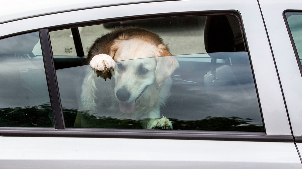 Hund im überhitzten Auto: Darf ich eine Autoscheibe einschlagen?, Bayern 1, Radio
