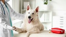 Hund | Bild: mauritius images / Alamy Stock Photos / Pixel-Shot