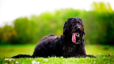Hund | Bild: mauritius-images