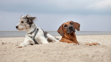 Zwei Hunde am Strand im Sand | Bild: mauritius images
