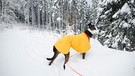 Hund im Mantel | Bild: mauritius images/ Christina Blum