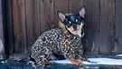 Hund im Mantel | Bild: mauritius images/ Lesia Kapinosova / Alamy