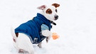 Hund im Mantel | Bild: mauritius images/ Alexei_tm / Alamy