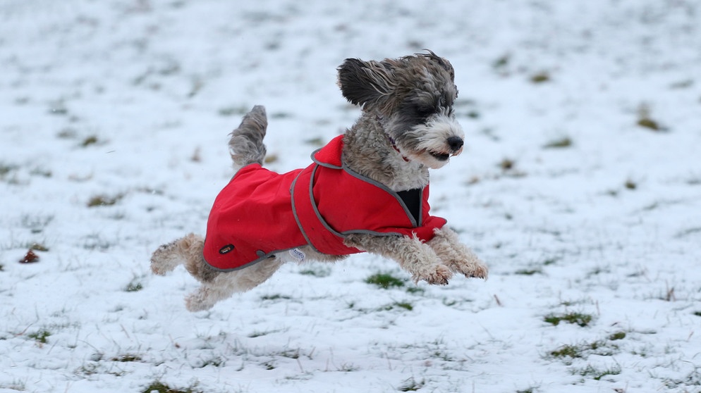 Pfotenschutz- & Pflege für Hunde im Winter: die 5 besten Tipps