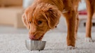 Hund beim Fressen | Bild: mauritius images / Alamy Stock Photos / Tetyana Vychegzhanina
