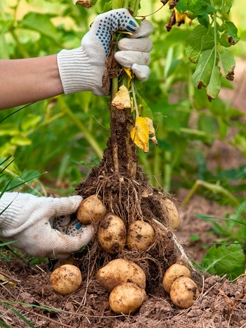 Kartoffeln enten | Bild: mauritius images / Pavel Rodimov / Alamy / Alamy Stock Photos