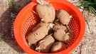 Triebe und grüne Stellen an Kartoffeln, Knoblauch und Zwiebeln | Bild: mauritius-images