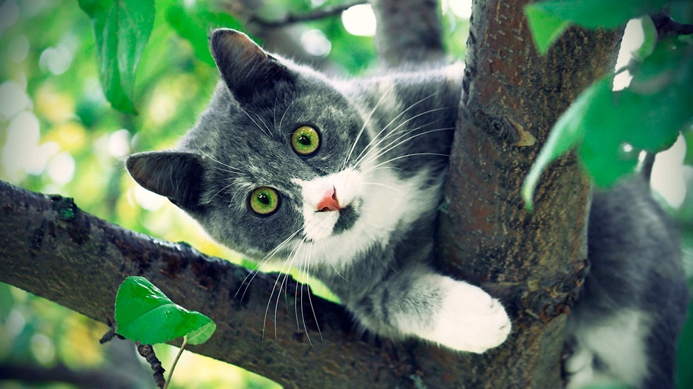 Schaffen es Katzen wirklich nicht alleine vom Baum runter?