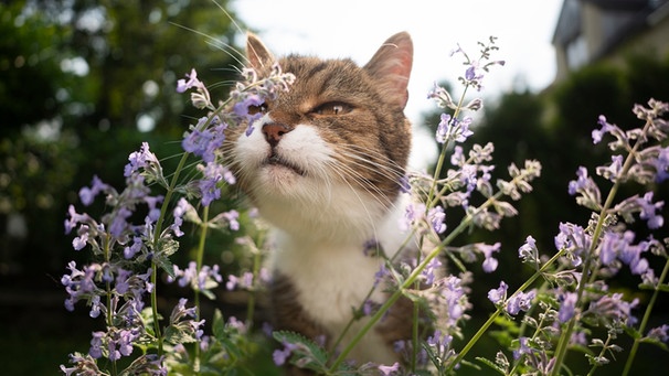 Katze im Garten riecht an Katzenminze | Bild: mauritius images