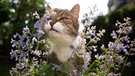 Katze im Garten riecht an Katzenminze | Bild: mauritius images